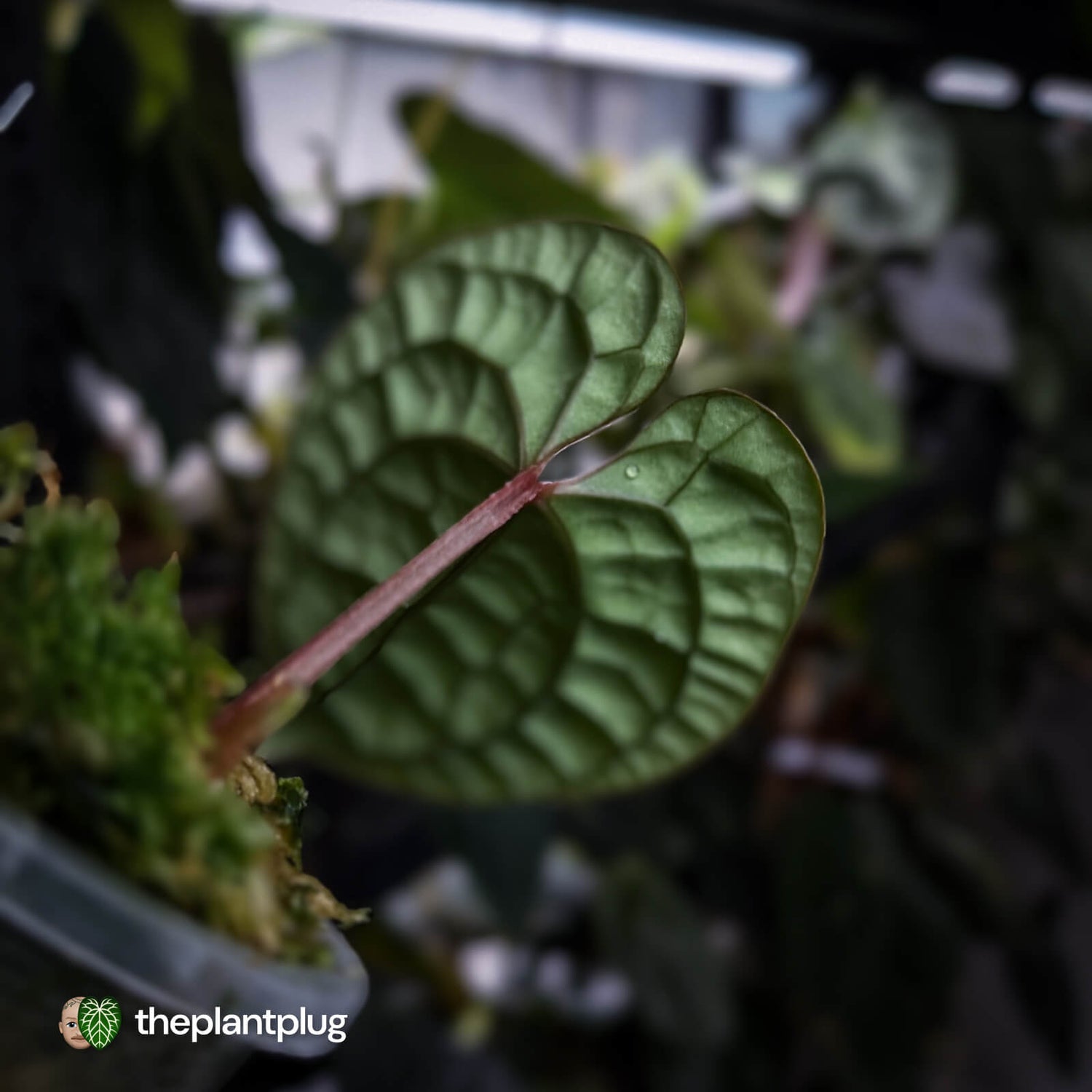 Anthurium luxurians • non-TC