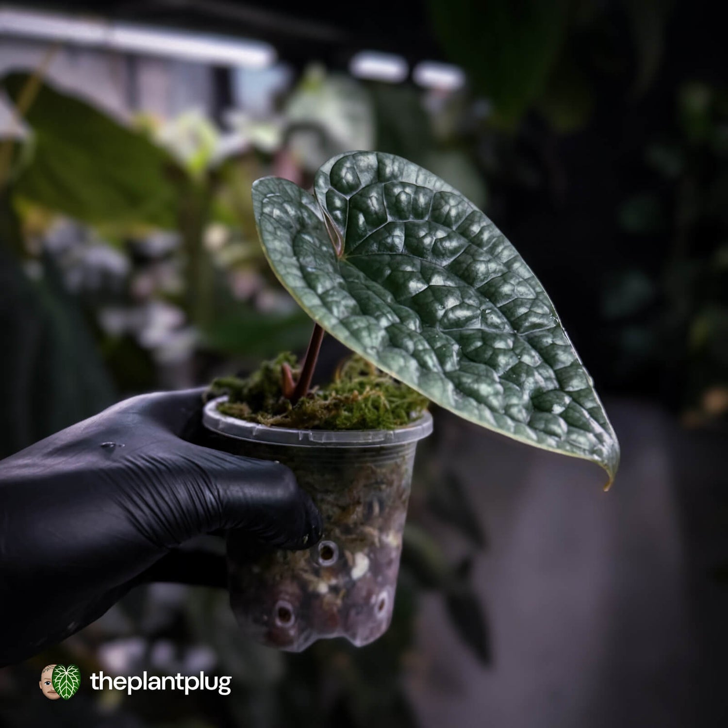 Anthurium luxurians • non-TC