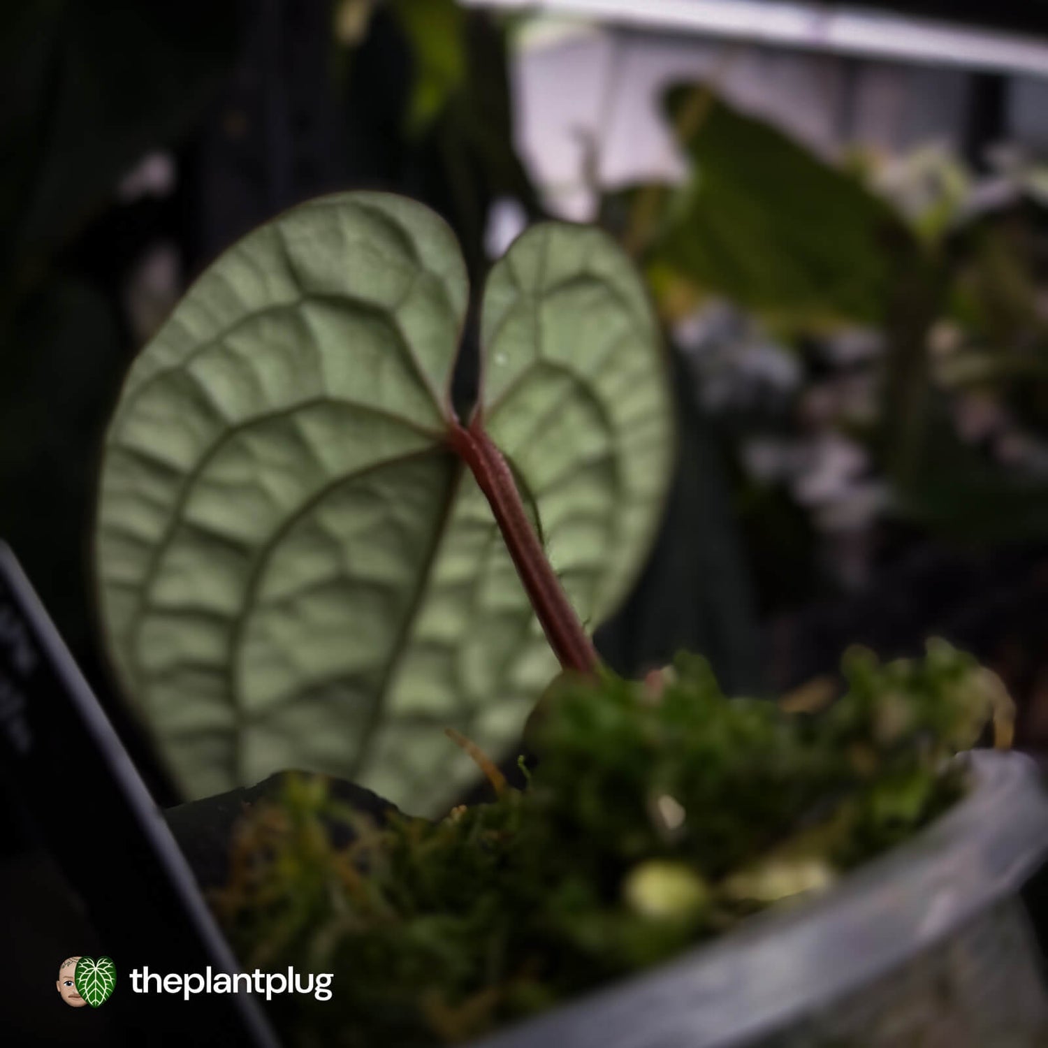 Anthurium luxurians • non-TC