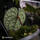 Anthurium luxurians • non-TC