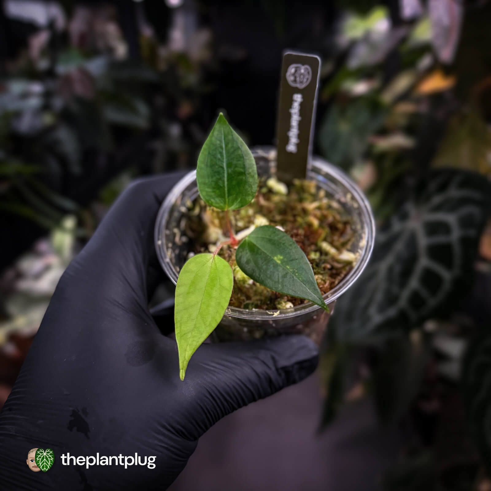 Anthurium 'Indo Port' x (papillilaminum 'FS' x 'RVDP') • flat