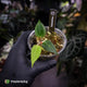 Anthurium 'Indo Port' x (papillilaminum 'FS' x 'RVDP') • flat sinus