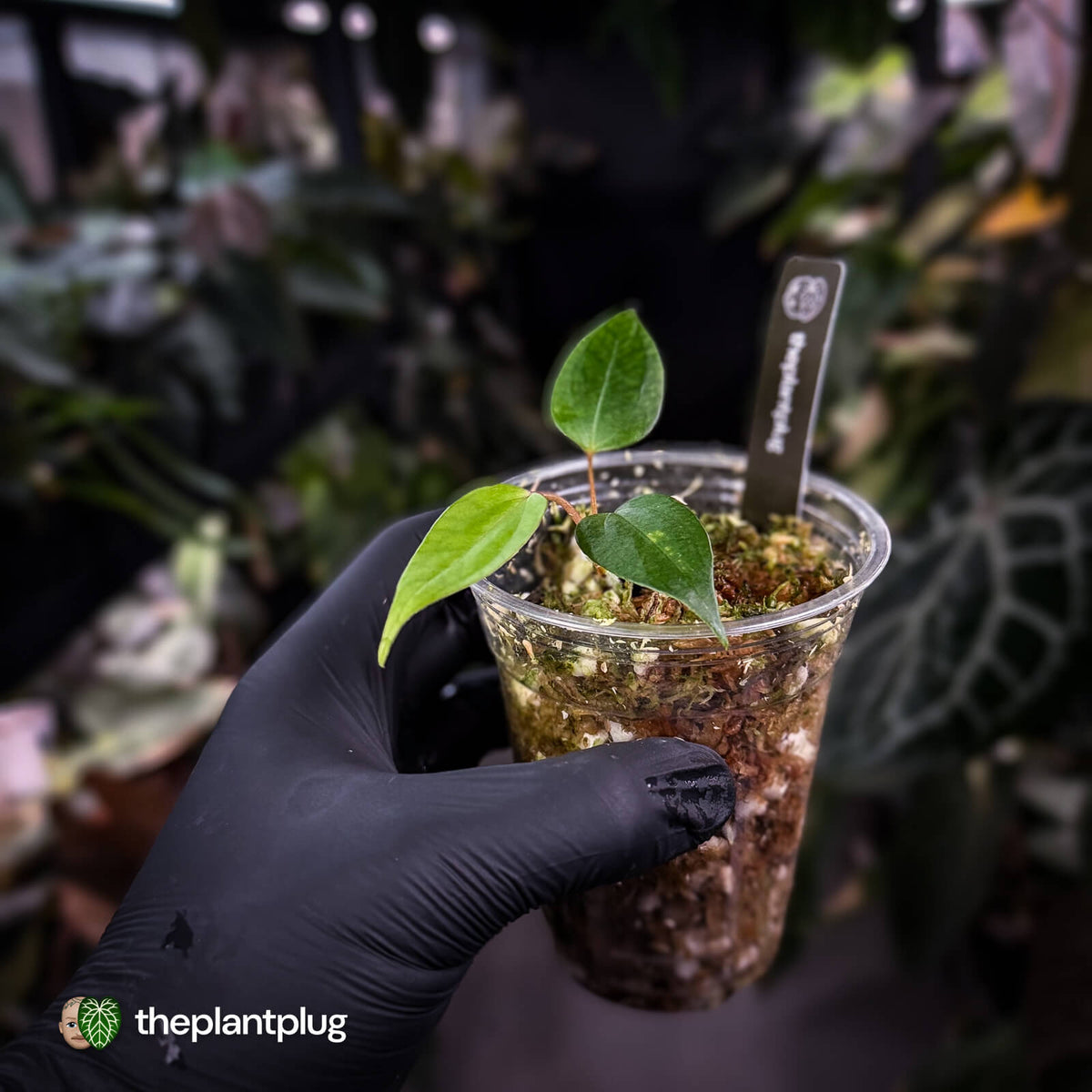 Anthurium 'Indo Port' x (papillilaminum 'FS' x 'RVDP') • flat sinus