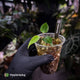 Anthurium 'Indo Port' x (papillilaminum 'FS' x 'RVDP') • flat sinus