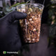 Anthurium 'Indo Port' x (papillilaminum 'FS' x 'RVDP') • flat sinus