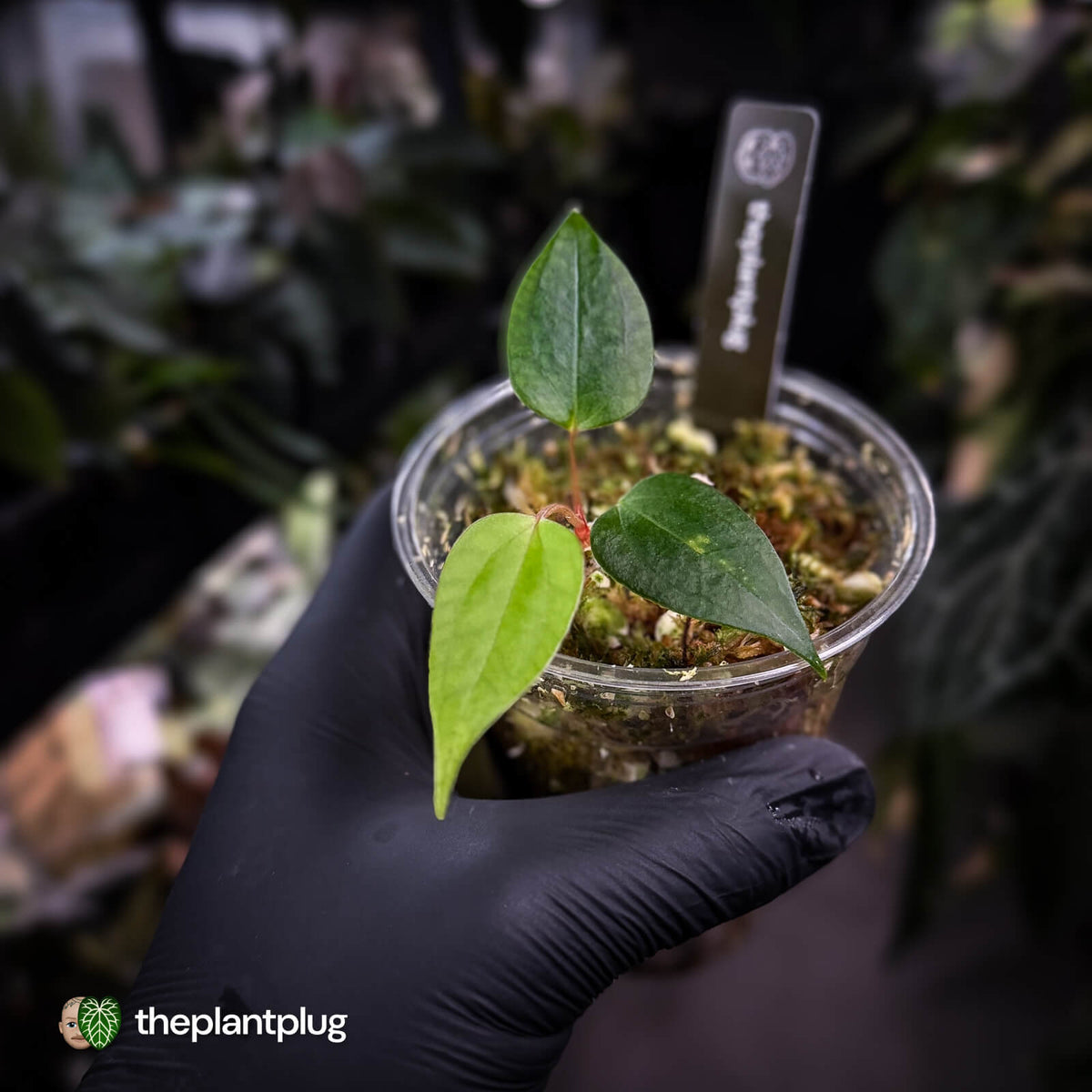 Anthurium 'Indo Port' x (papillilaminum 'FS' x 'RVDP') • flat sinus