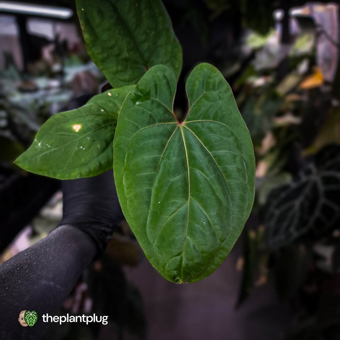 Anthurium kunayalense x 'RVDP'