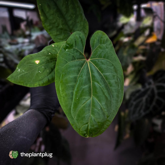 Anthurium kunayalense x 'RVDP'