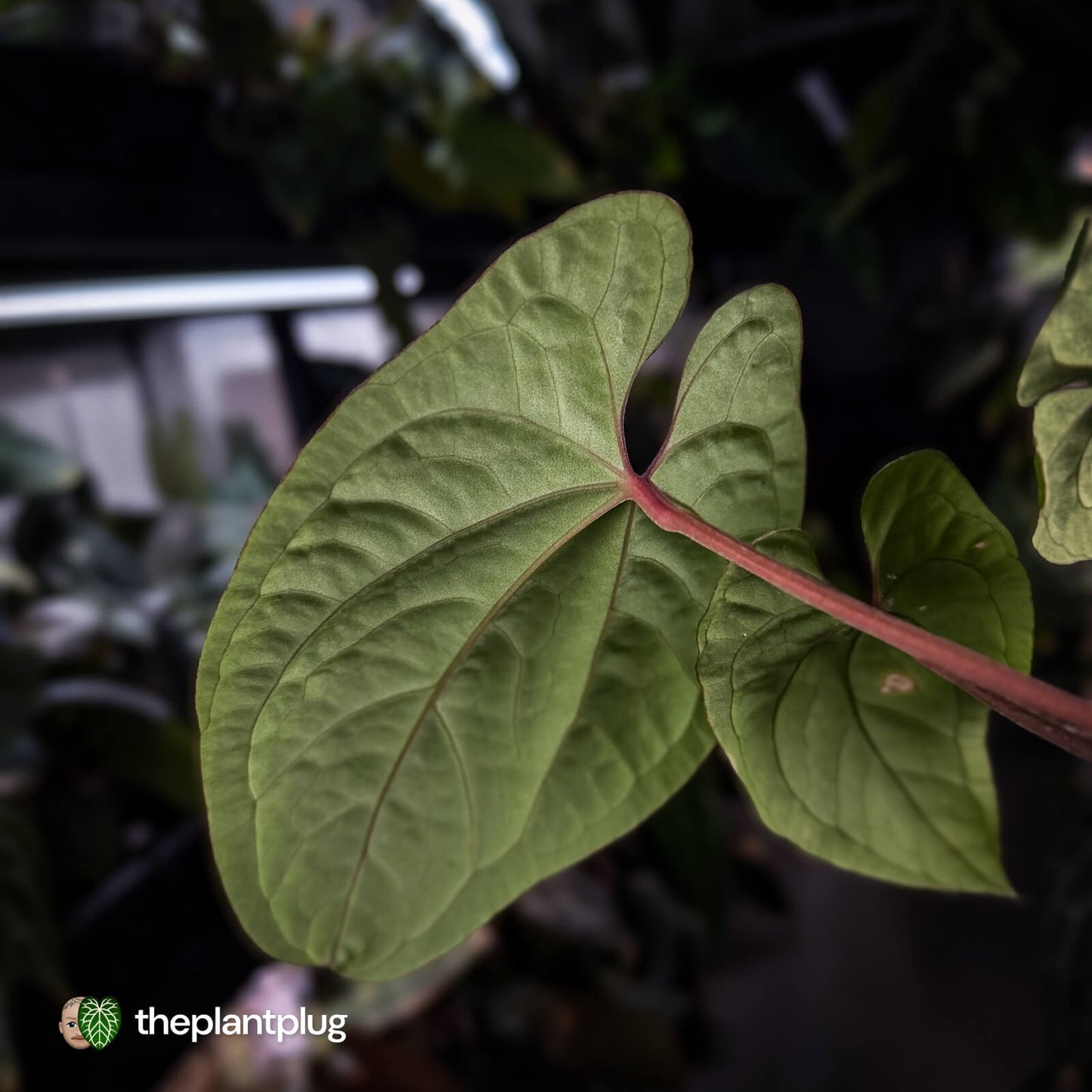Anthurium kunayalense x 'RVDP'