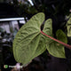 Anthurium kunayalense x 'RVDP'