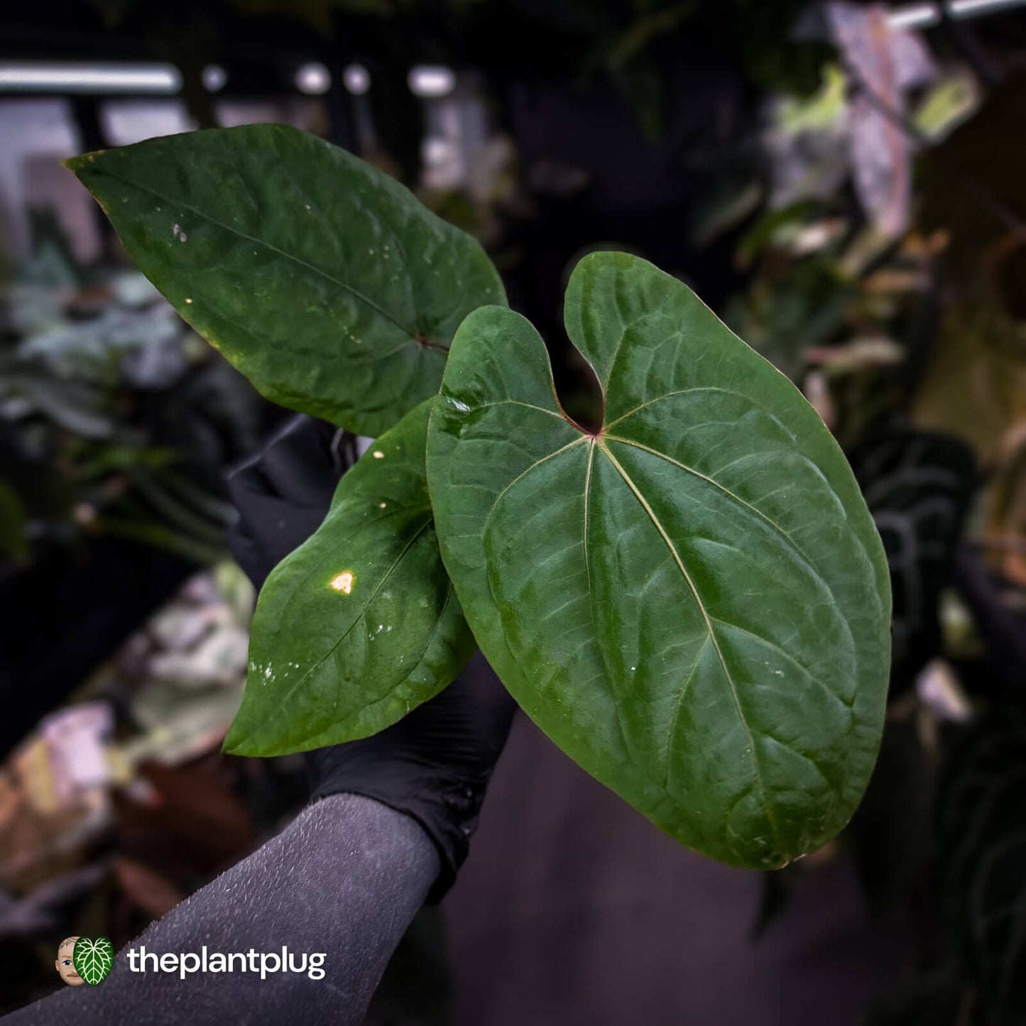 Anthurium kunayalense x 'RVDP'