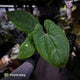 Anthurium kunayalense x 'RVDP'
