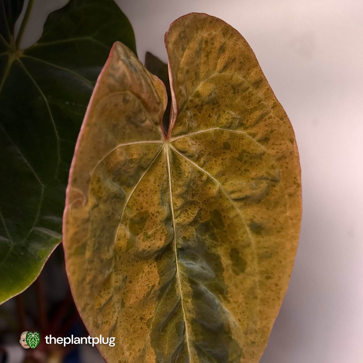 Anthurium #MidasTouch • ghost variegated XL plant