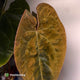 Anthurium #MidasTouch • ghost variegated XL plant