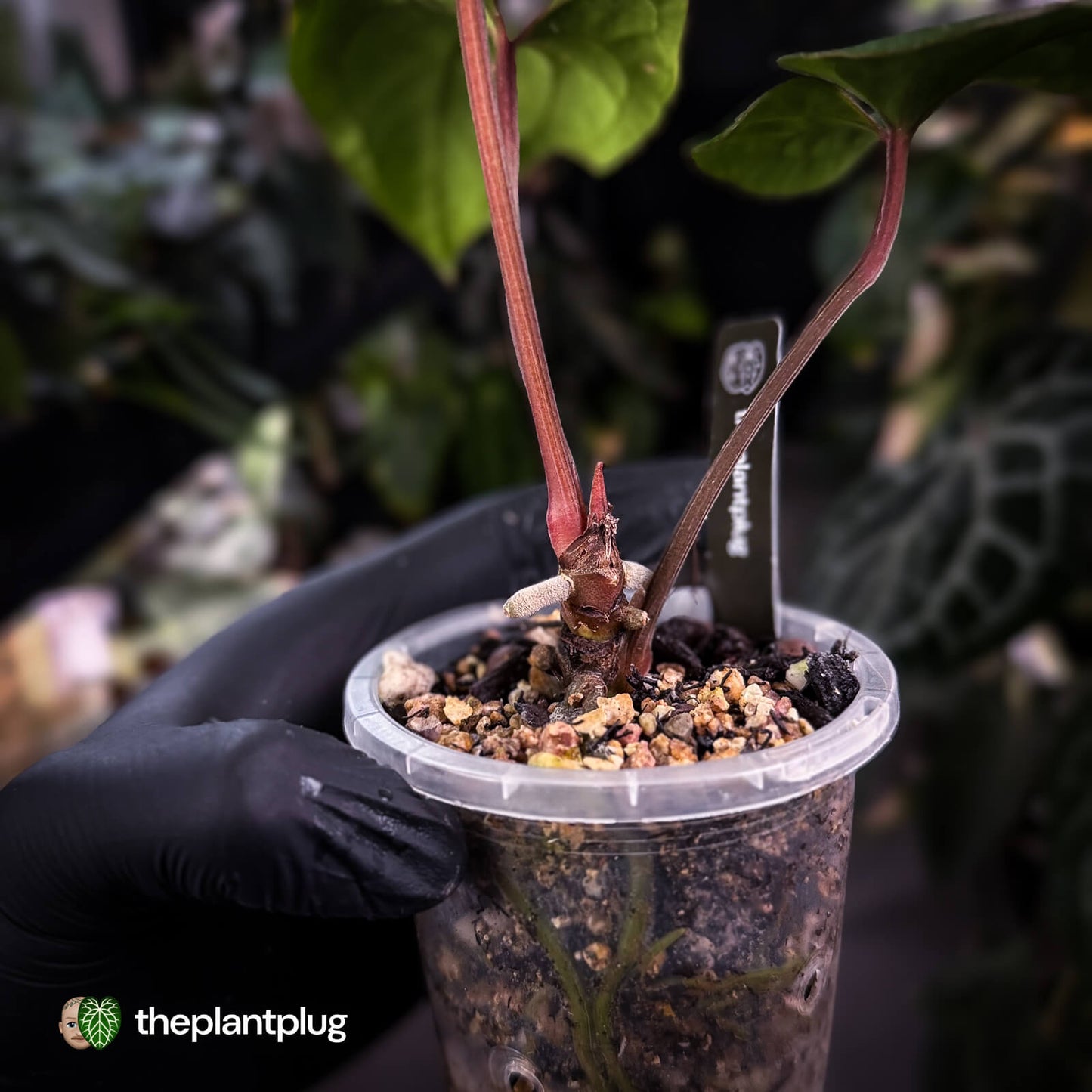 Anthurium kunayalense x 'RVDP'
