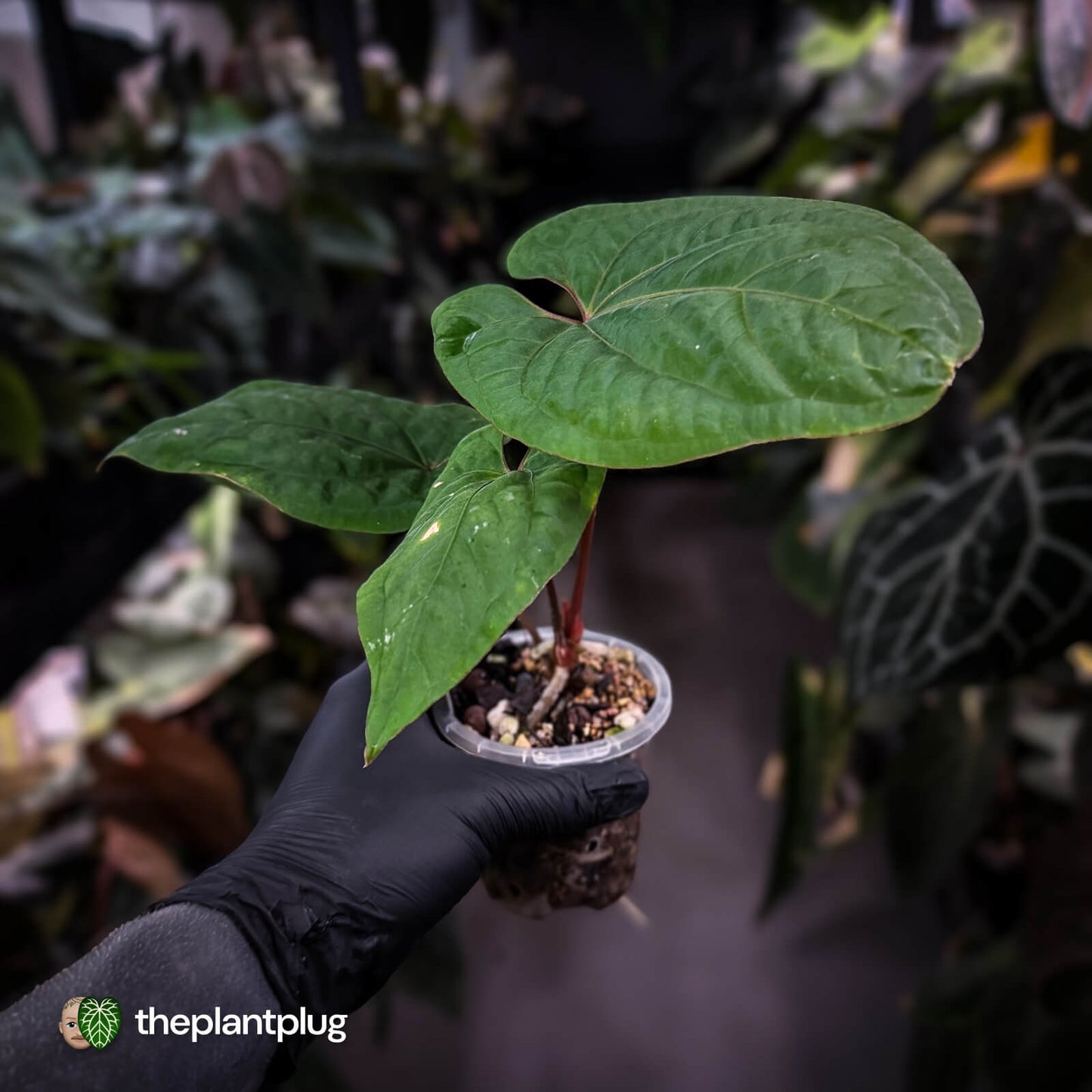 Anthurium kunayalense x 'RVDP'