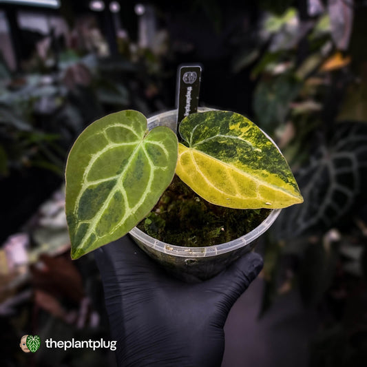 Anthurium 'Heinz' hybrid • highly variegated