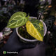 Anthurium 'Heinz' hybrid • highly variegated
