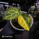 Anthurium 'Heinz' hybrid • highly variegated