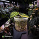 Anthurium 'Heinz' hybrid • highly variegated