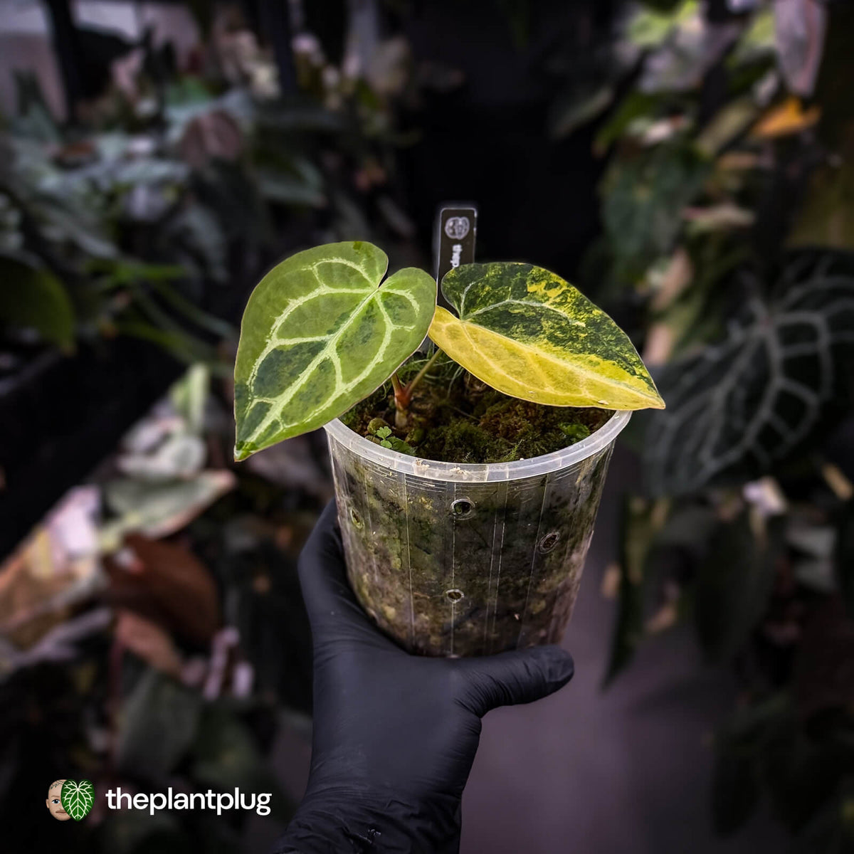 Anthurium 'Heinz' hybrid • highly variegated