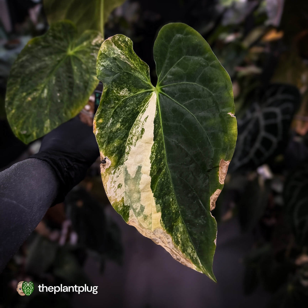Anthurium papillilaminum x • highly variegated