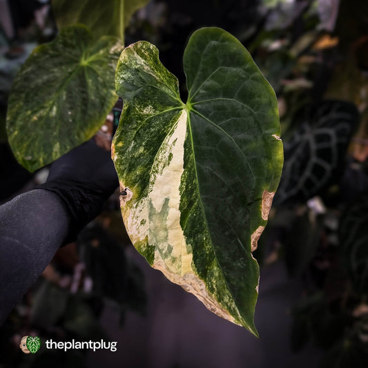 Anthurium papillilaminum x • highly variegated