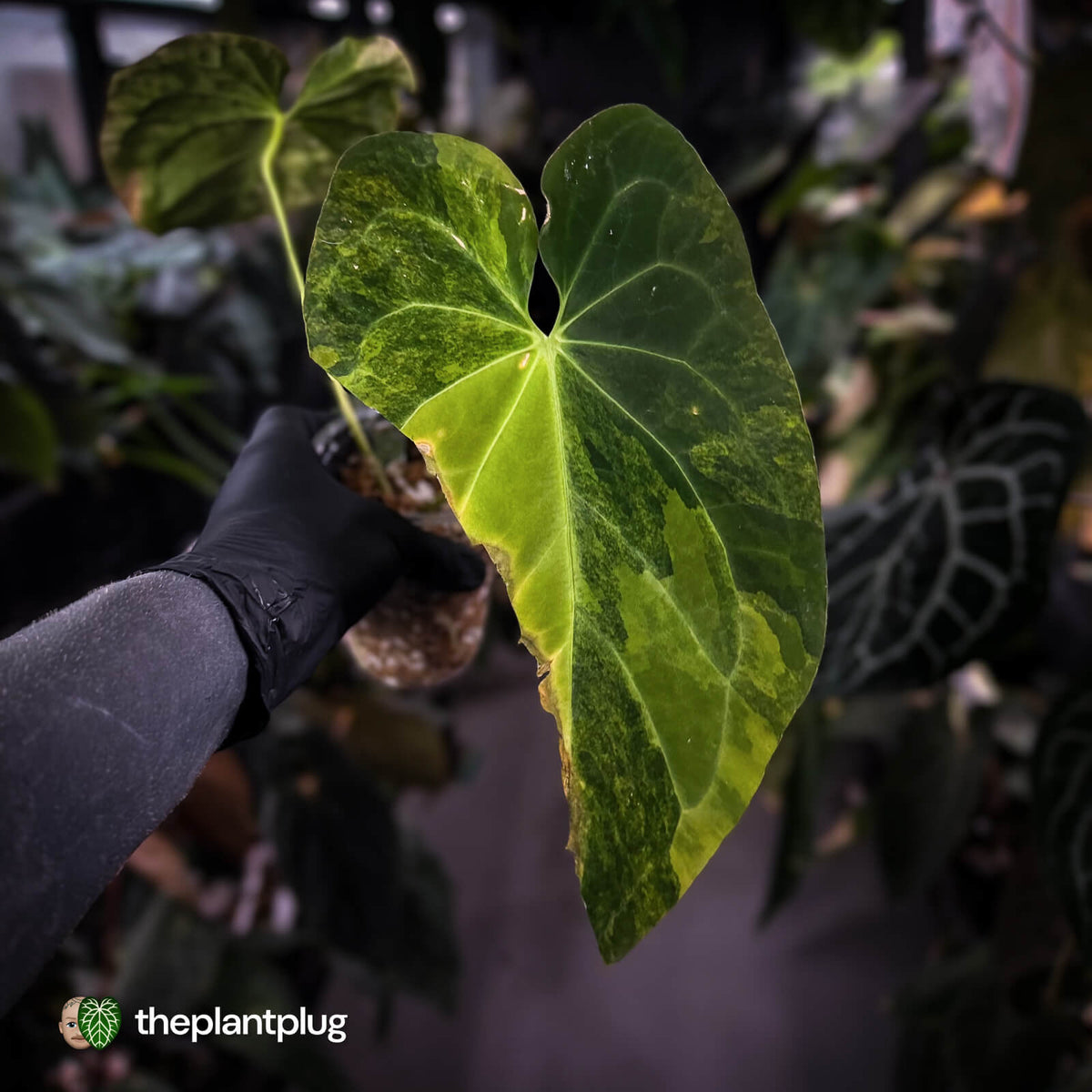 Anthurium papillilaminum x • highly variegated