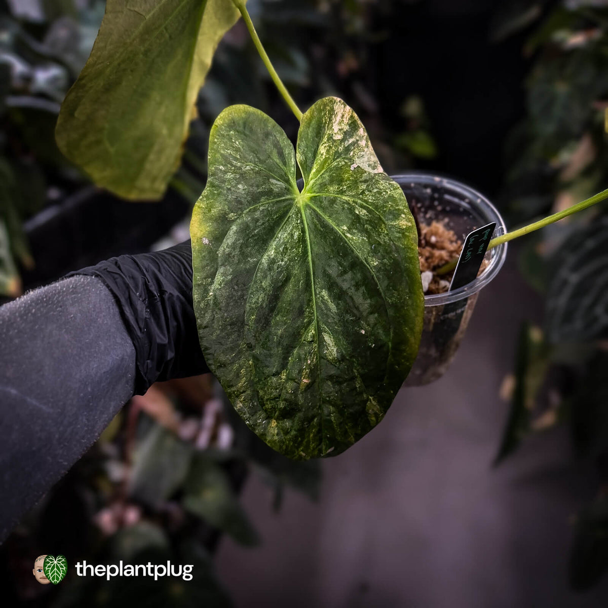 Anthurium papillilaminum x • highly variegated