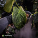Anthurium papillilaminum x • highly variegated