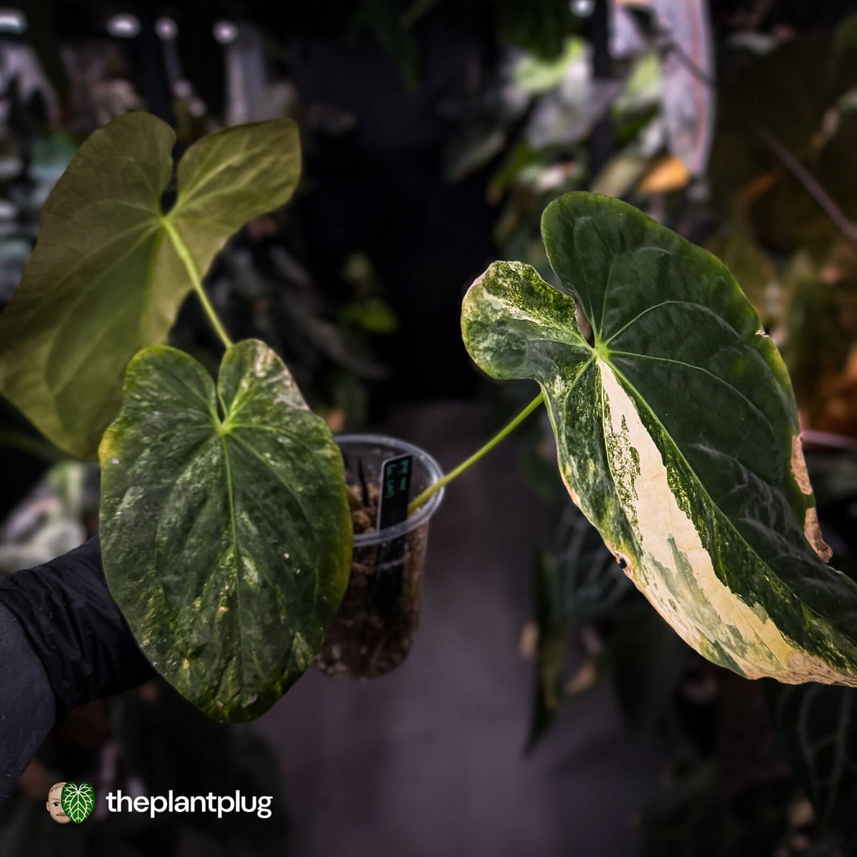 Anthurium papillilaminum x • highly variegated