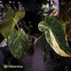 Anthurium papillilaminum x • highly variegated