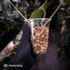 Anthurium papillilaminum x • highly variegated