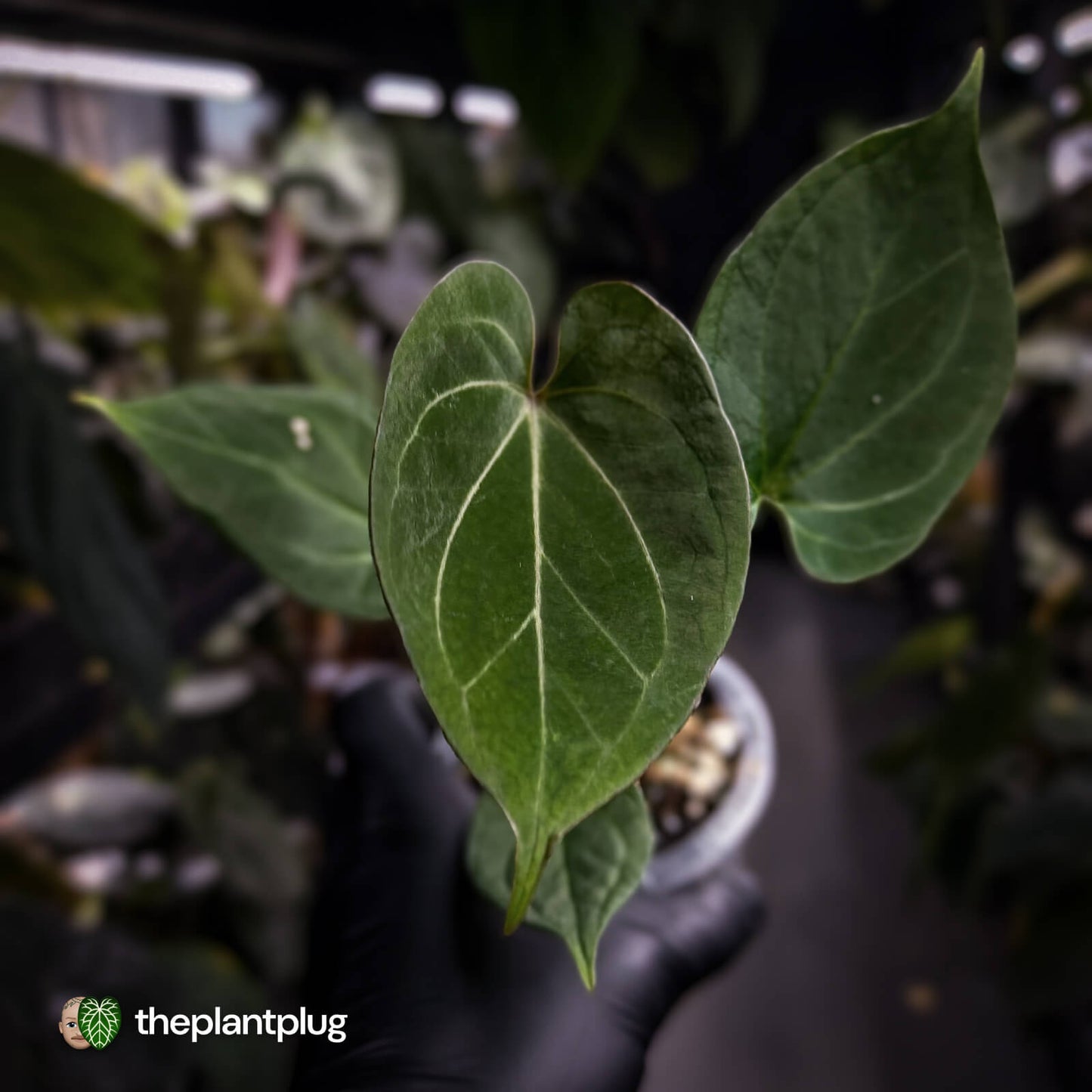 Anthurium 'HU' / 'King of Spades' ♠️