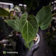 Anthurium 'HU' / 'King of Spades' ♠️