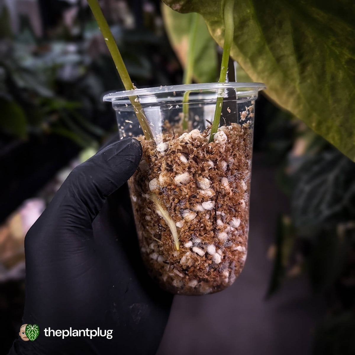 Anthurium papillilaminum x • highly variegated