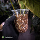 Anthurium papillilaminum x • highly variegated