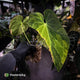 Anthurium papillilaminum x • highly variegated