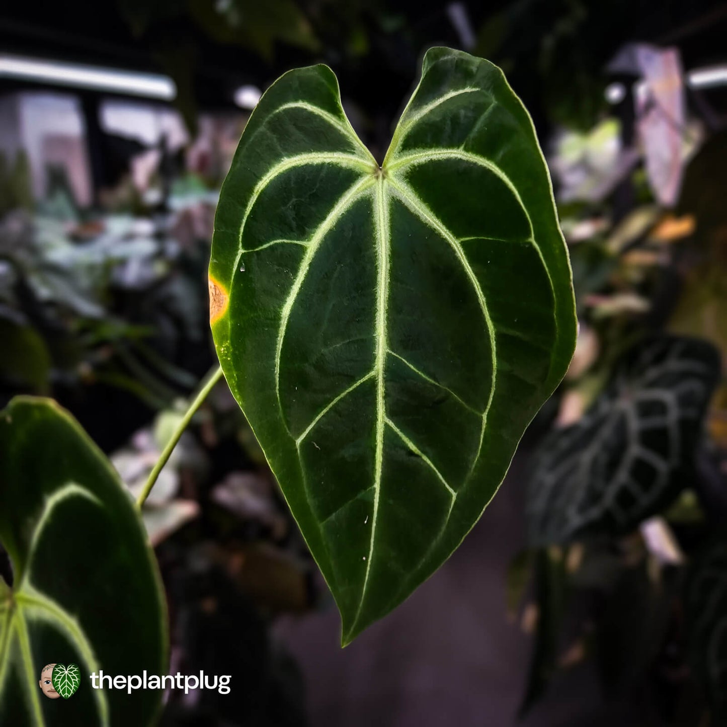 Anthurium besseae aff