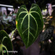 Anthurium besseae aff