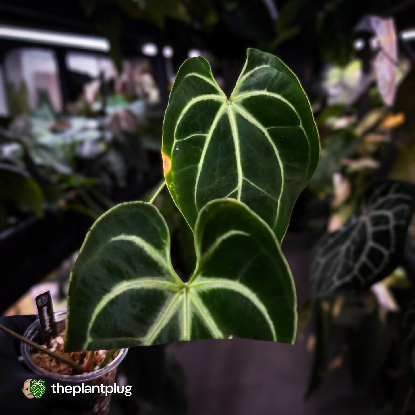Anthurium besseae aff