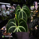 Anthurium besseae aff