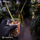 Anthurium besseae aff