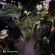 Anthurium 'Michelin Man' x (papillilaminum x luxurians) • select