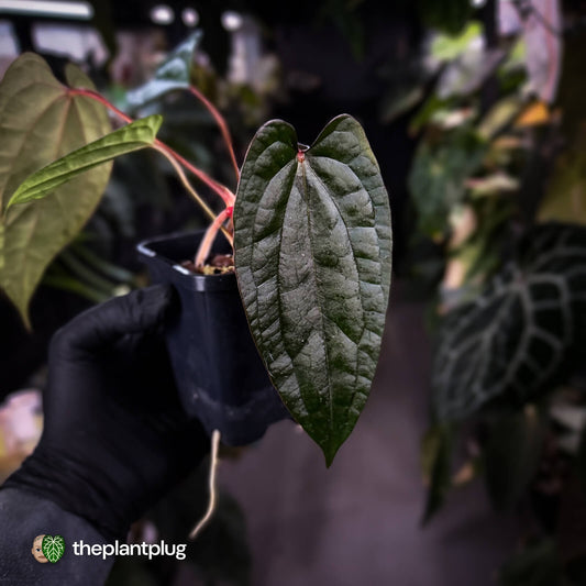 Anthurium 'Michelin Man' x (papillilaminum x luxurians) • select