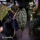 Anthurium 'Michelin Man' x (papillilaminum x luxurians) • select