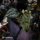 Anthurium 'Michelin Man' x (papillilaminum x luxurians) • select