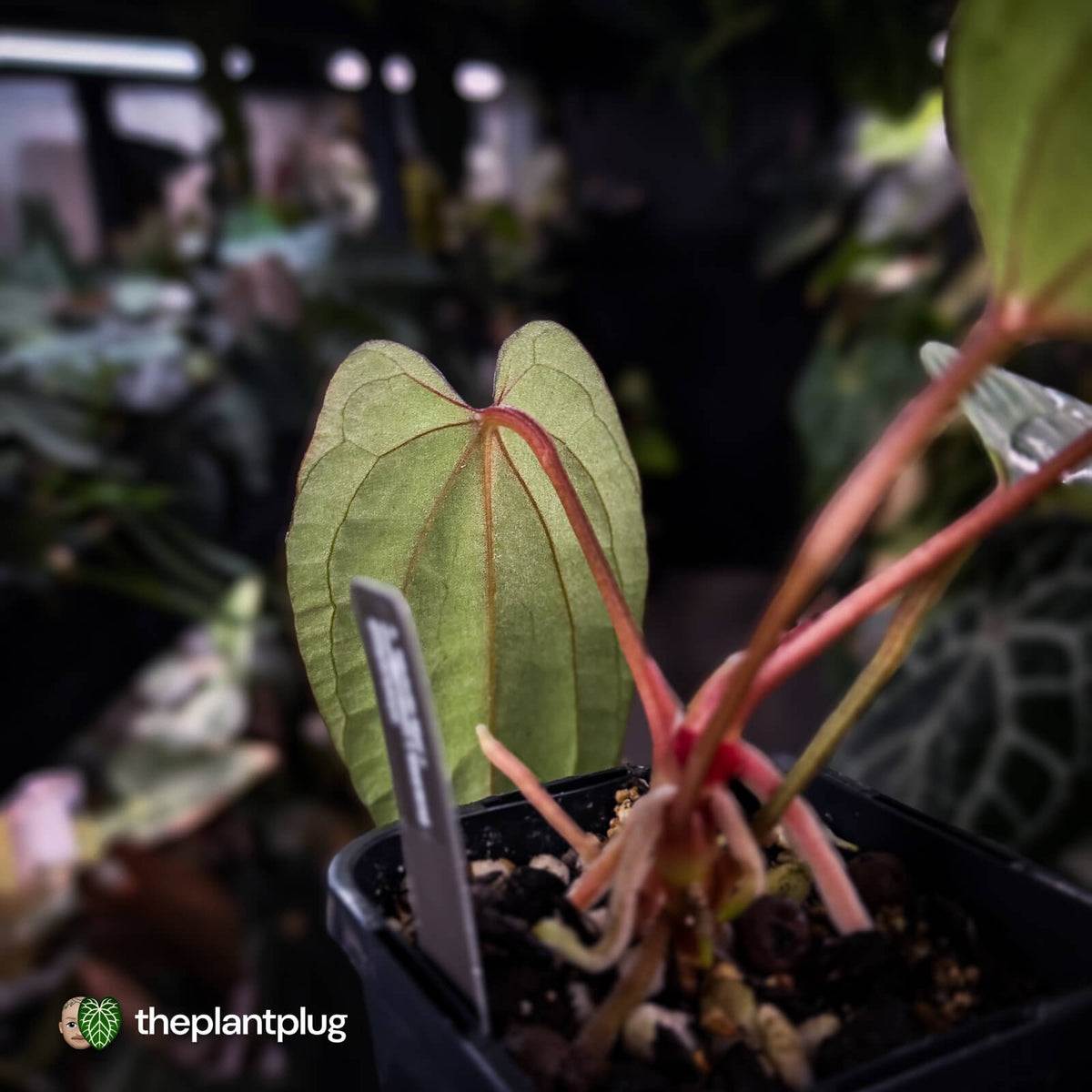 Anthurium 'Michelin Man' x (papillilaminum x luxurians) • select