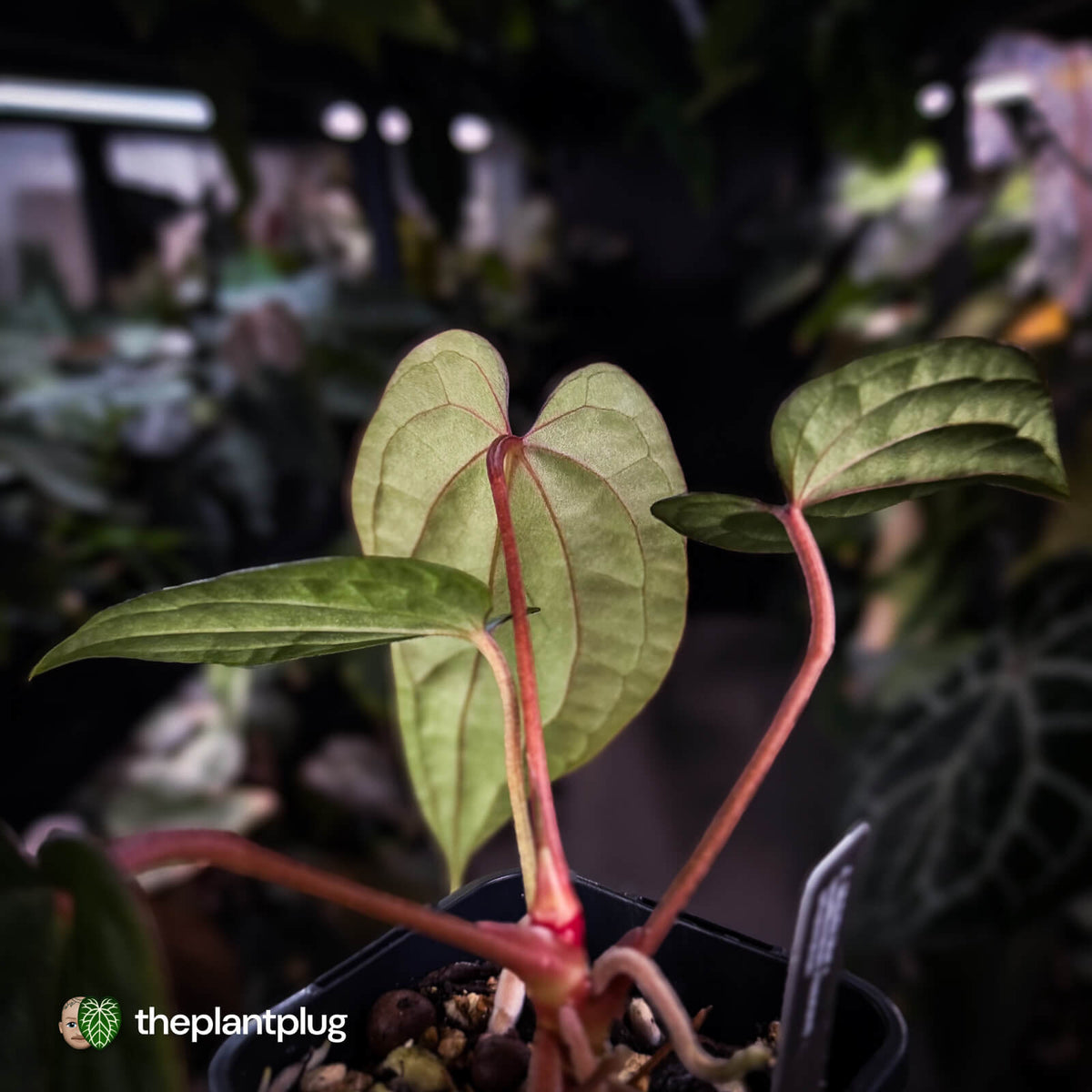 Anthurium 'Michelin Man' x (papillilaminum x luxurians) • select