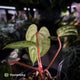 Anthurium 'Michelin Man' x (papillilaminum x luxurians) • select